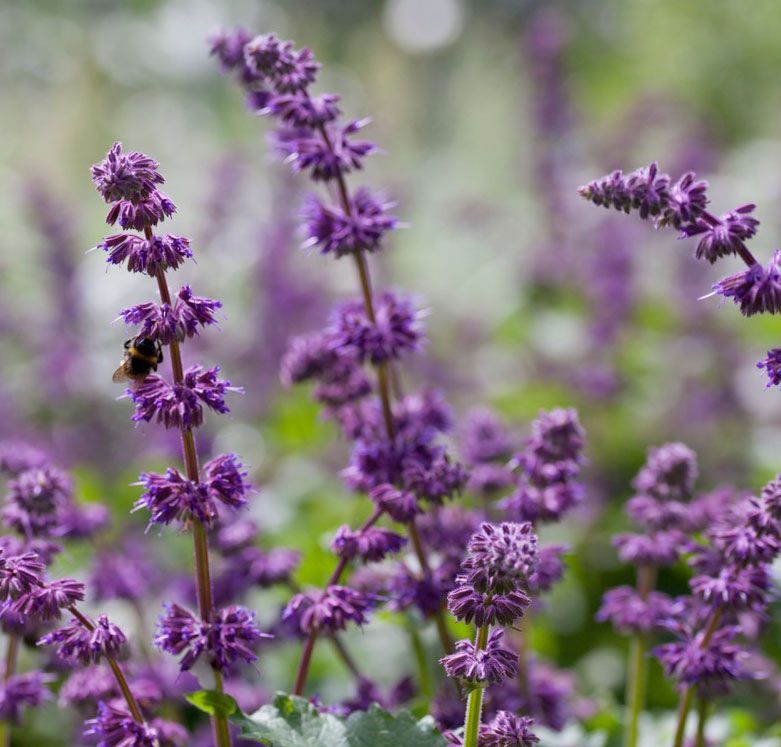 Salvia verticillata 'Purple Rain'