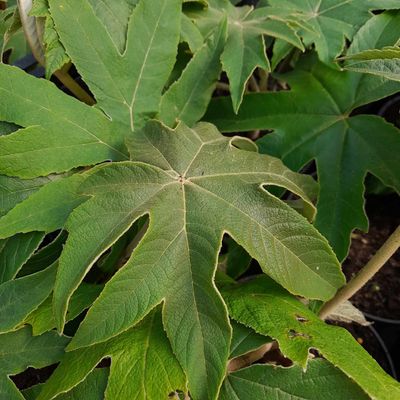 Tetrapanax papyrifer ' Powis Rex'