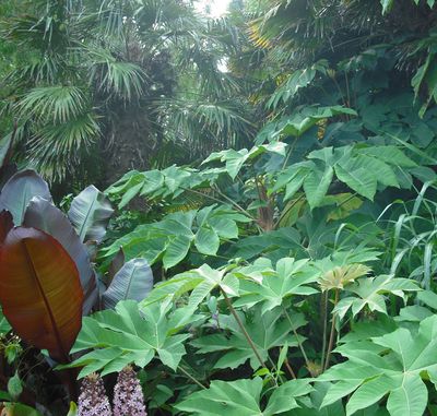 Exotic Effect Plants