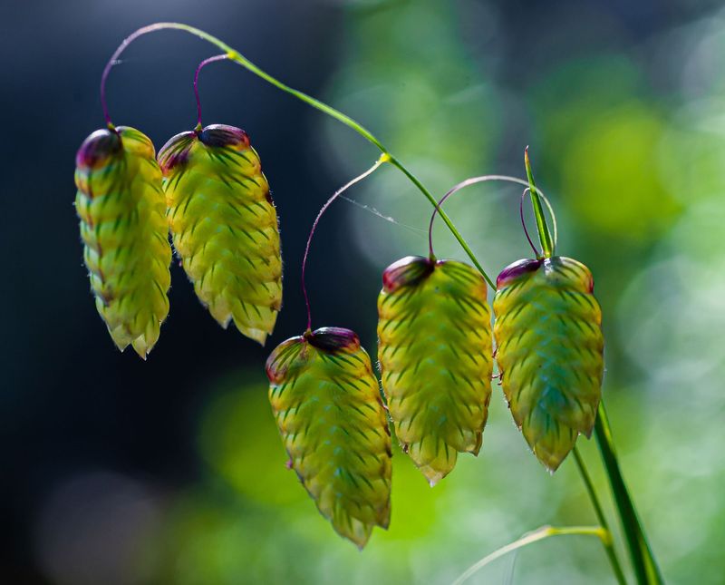 Briza Maxima