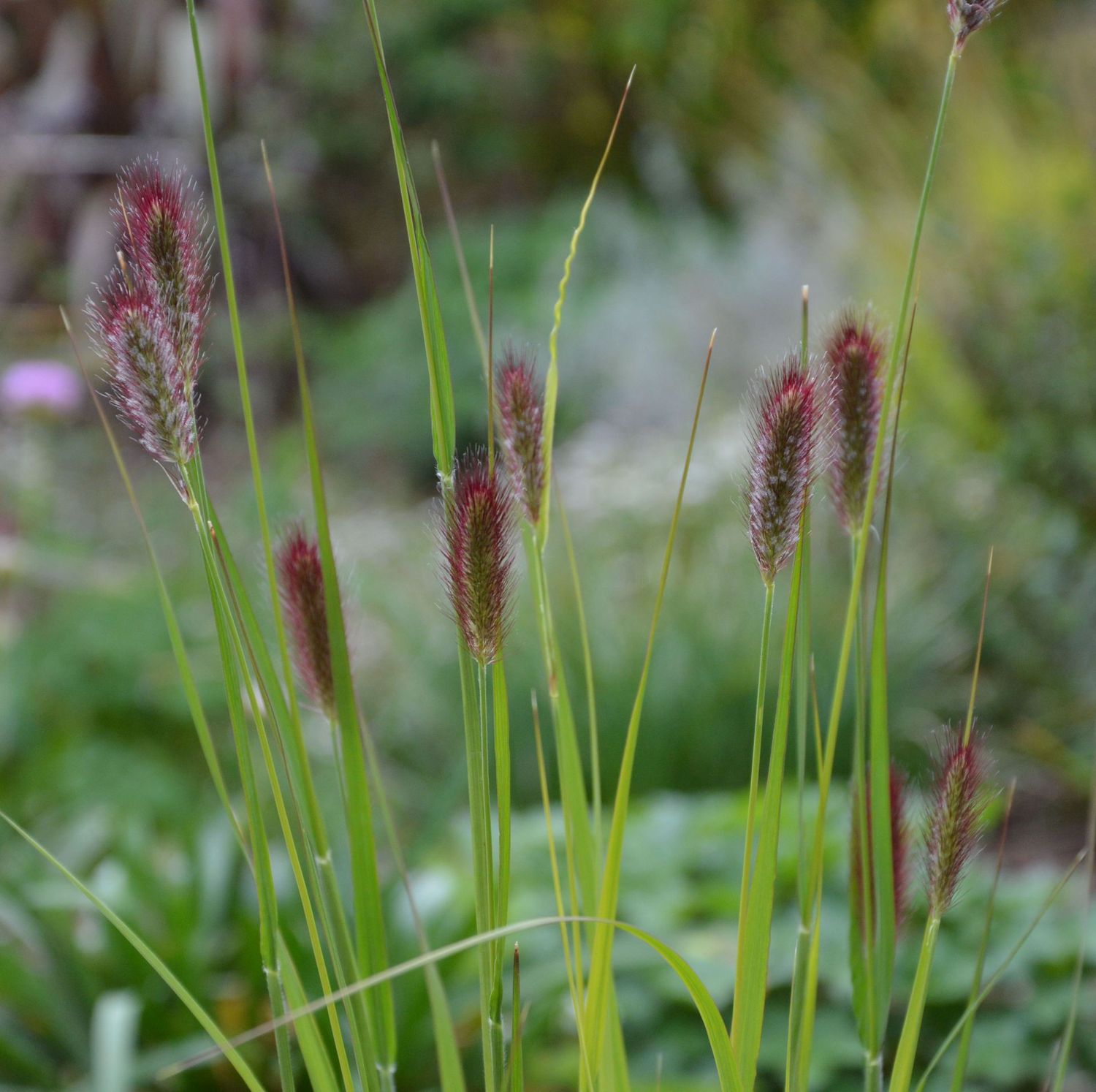 Pennisetum thunbergii 'Red Buttons'