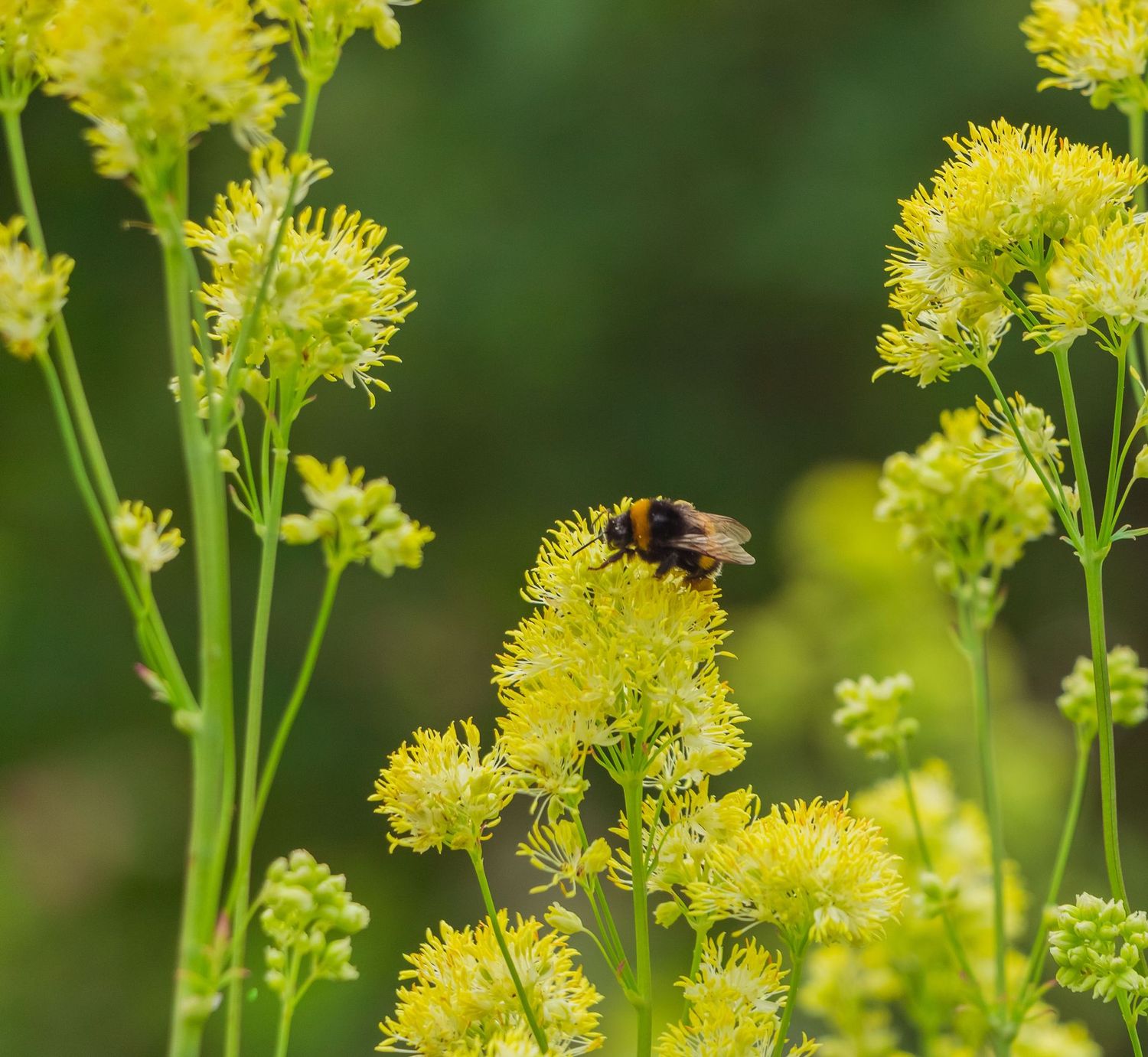 Thalictrum flavum 'Glaucum'