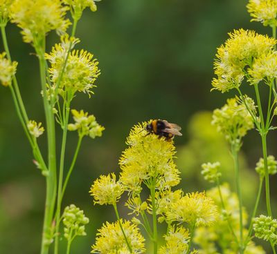 Thalictrum flavum 'Glaucum'