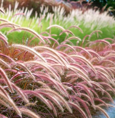 Pennisetum advena 'Rubrum'