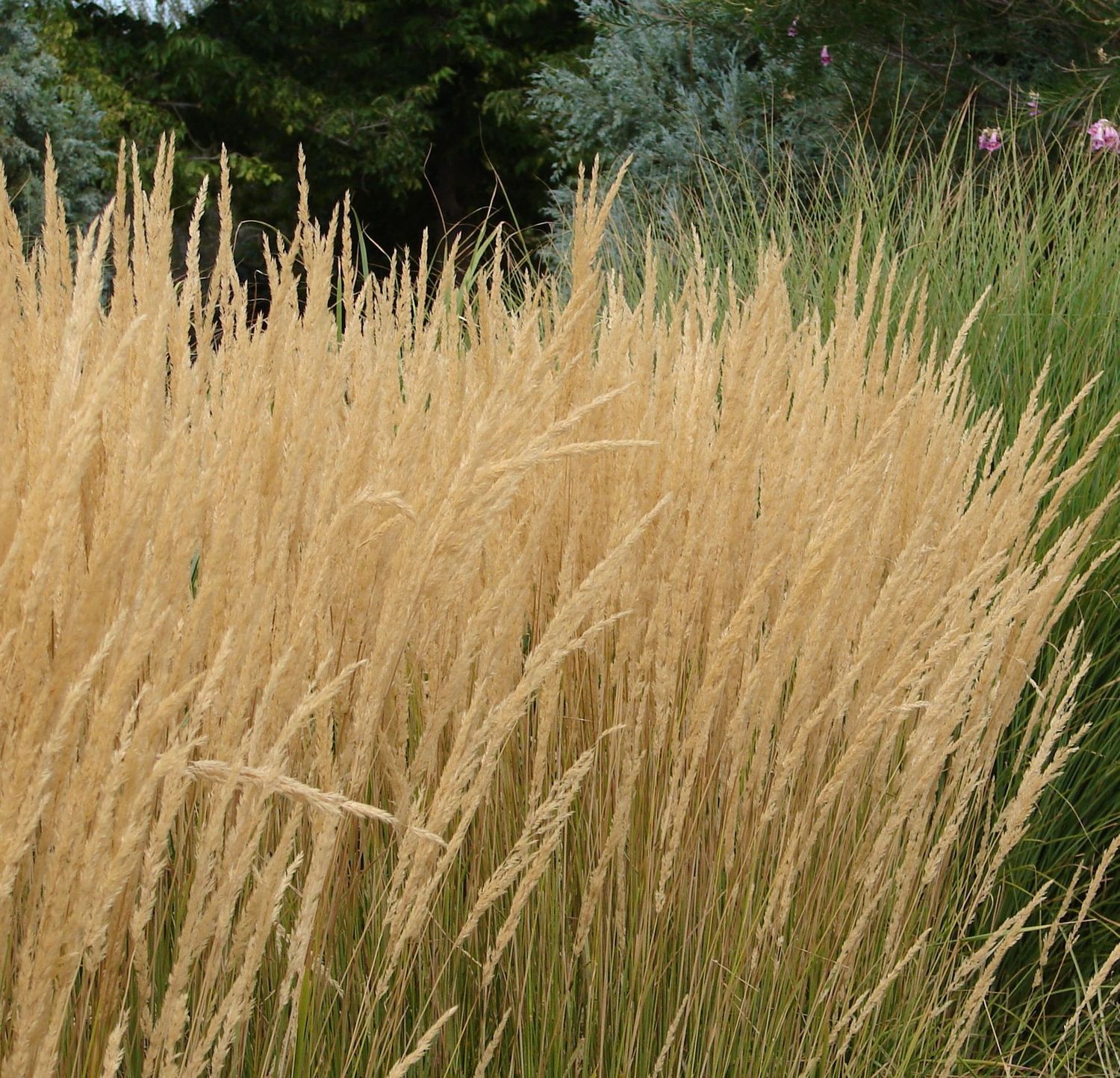 Calamagrostis x acutiflora 'Karl Foerster'