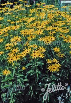 Rudbeckia subtomentosa