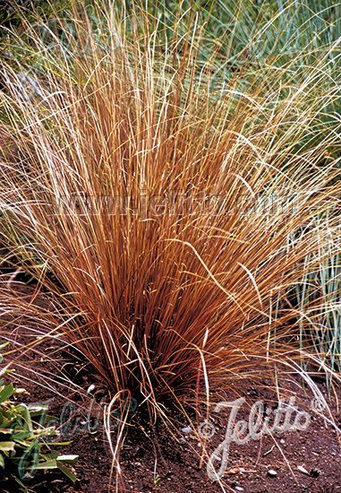 Carex buchanii 'Red Rooster'