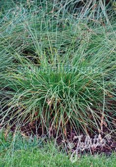 Carex divulsa