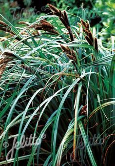 Carex trifida