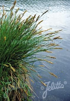 Moisture Loving Plants