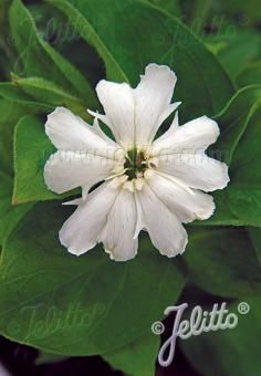 Silene sieboldii 'Fire dragon Ivory White'