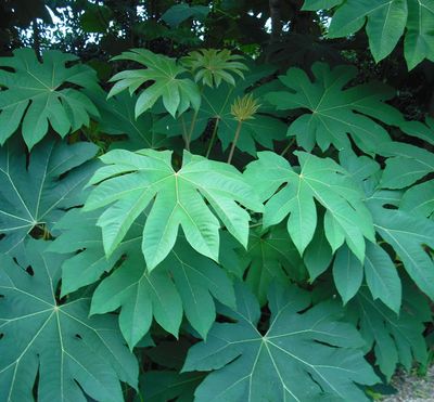 Tetrapanax