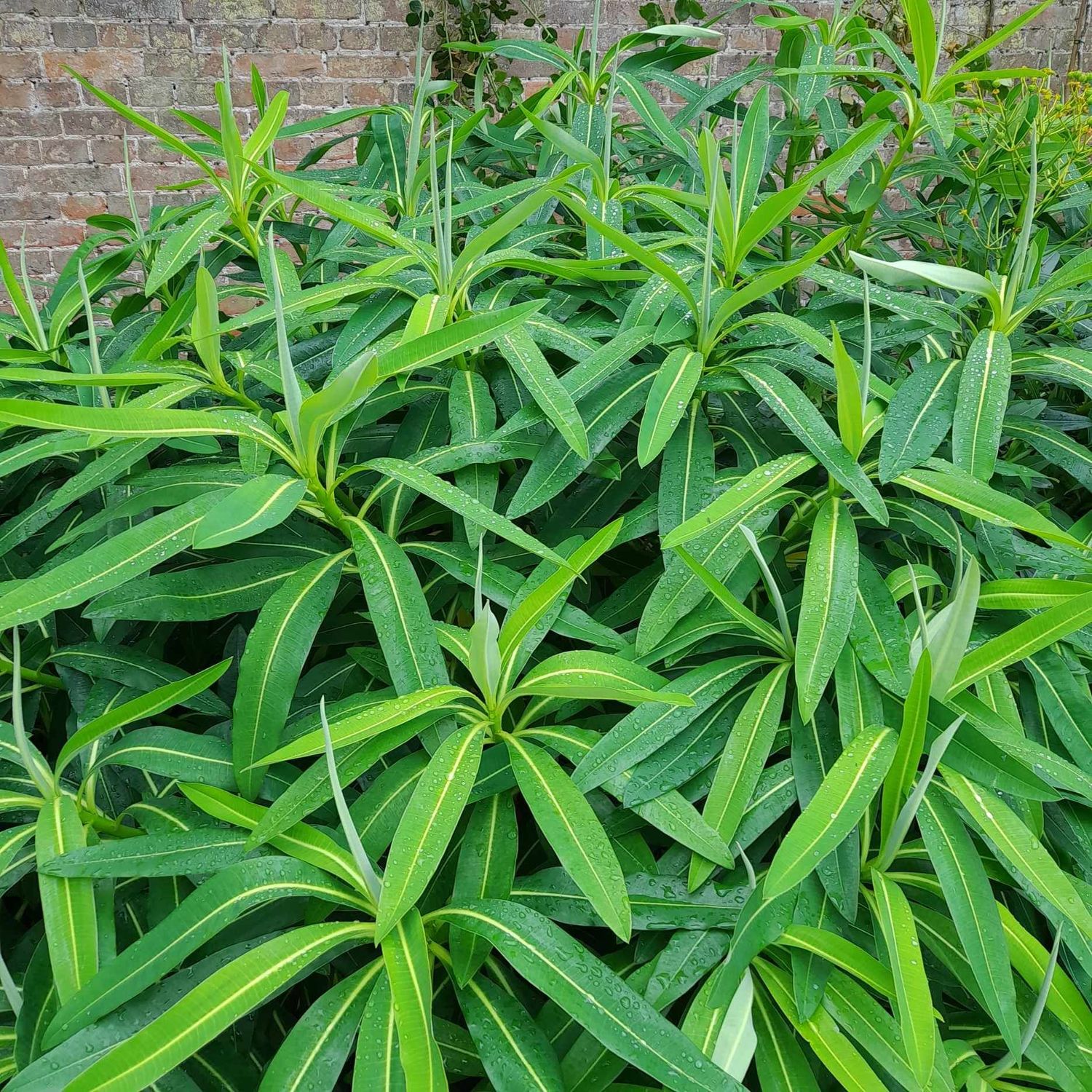 Euphorbia mellifera