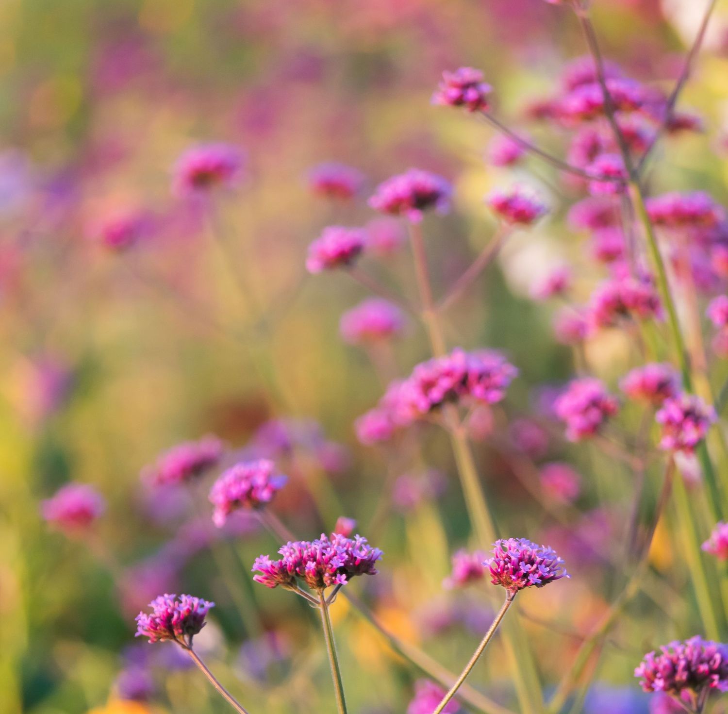 Verbena Bonariensis  'Vanity'