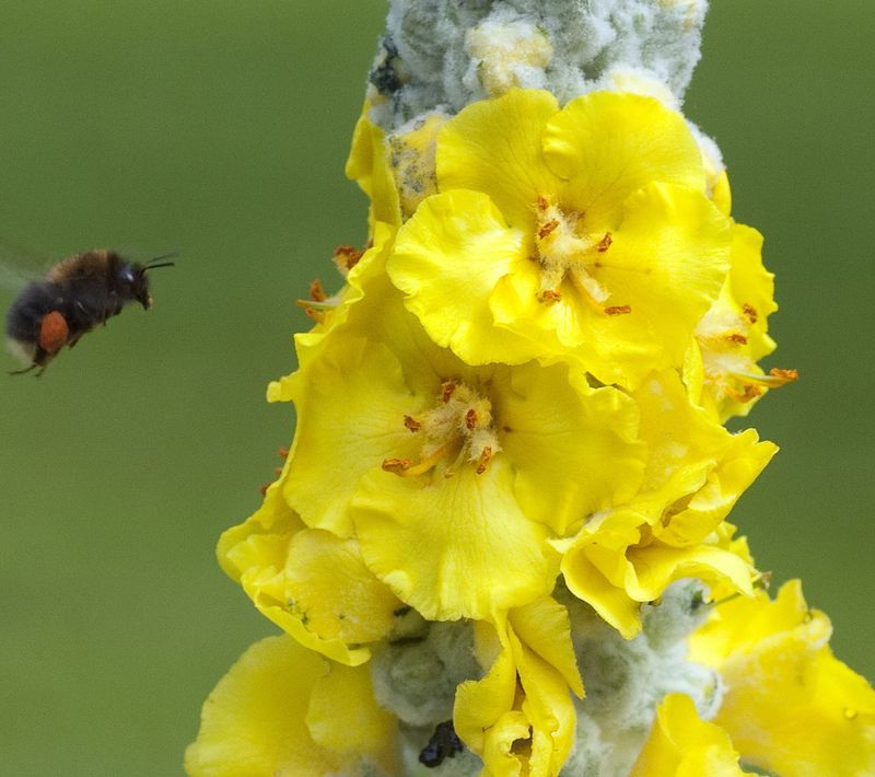 Verbascum bombyciferum 'Polarsommer'