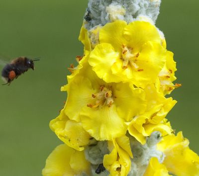 Verbascum bombyciferum 'Polarsommer' Verbascum bombyciferum 'Polarsommer'