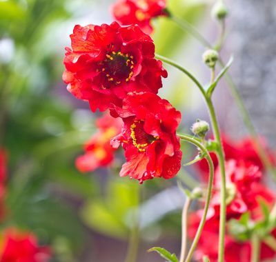 Geum 'Mrs Bradshaw'