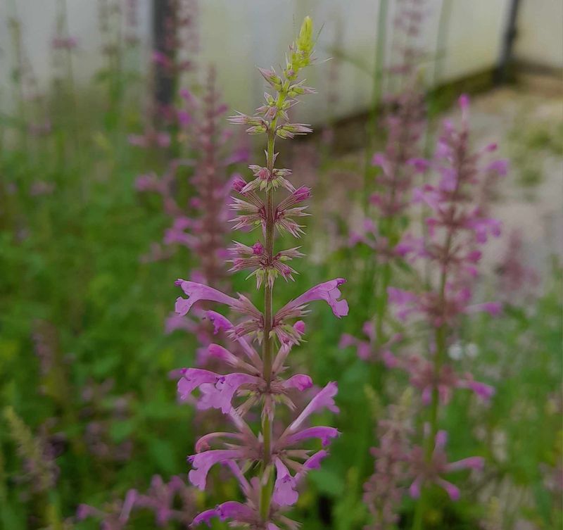 Agastache pallidiflora 'Rose Mint'