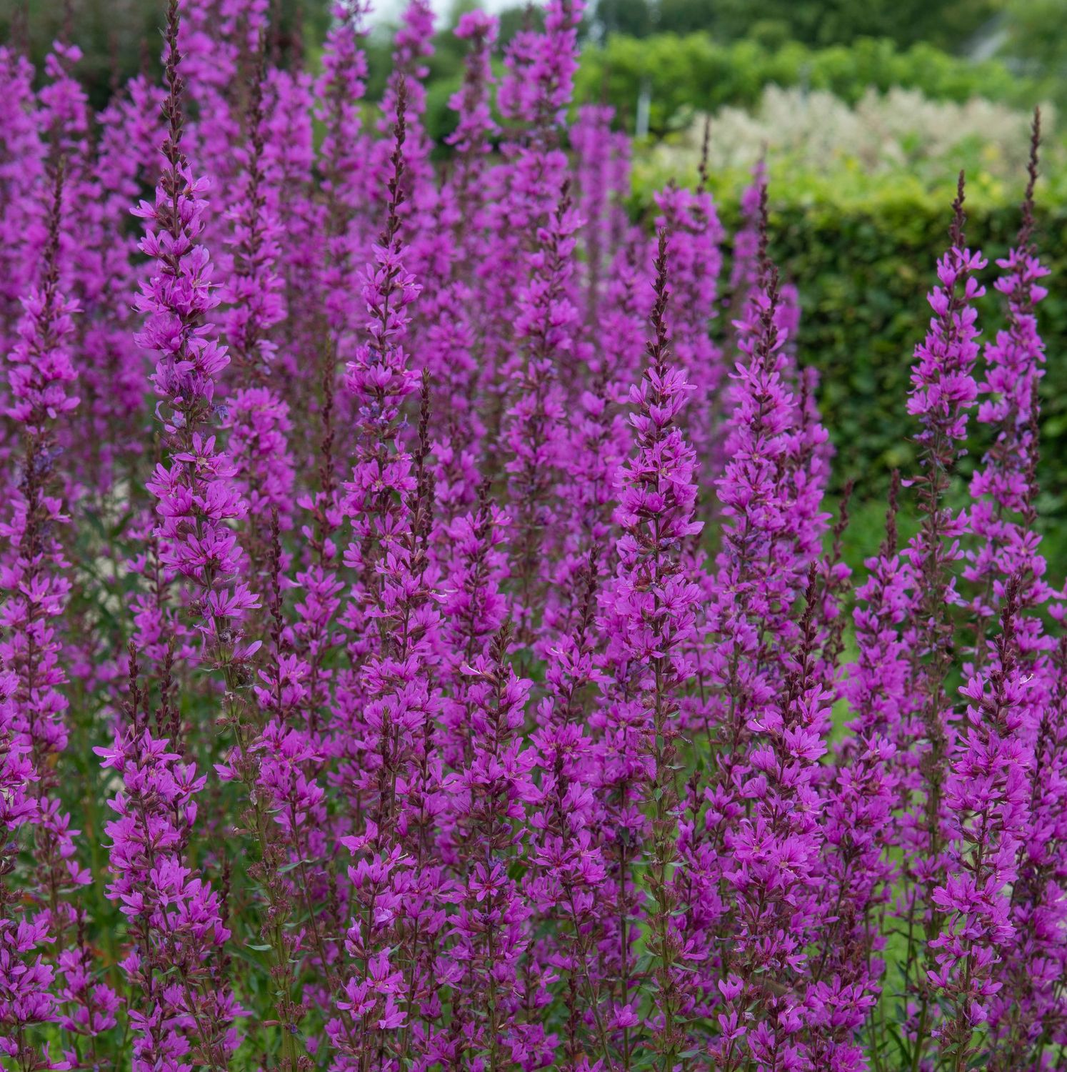 Lythrum salicaria 'Robert'