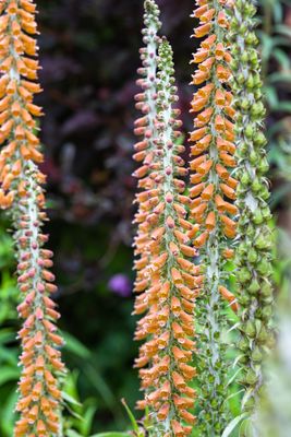 Digitalis parviflora 'Milk chocolate'