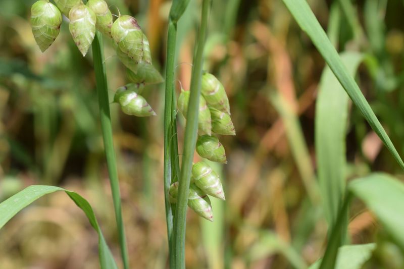 Briza Minor
