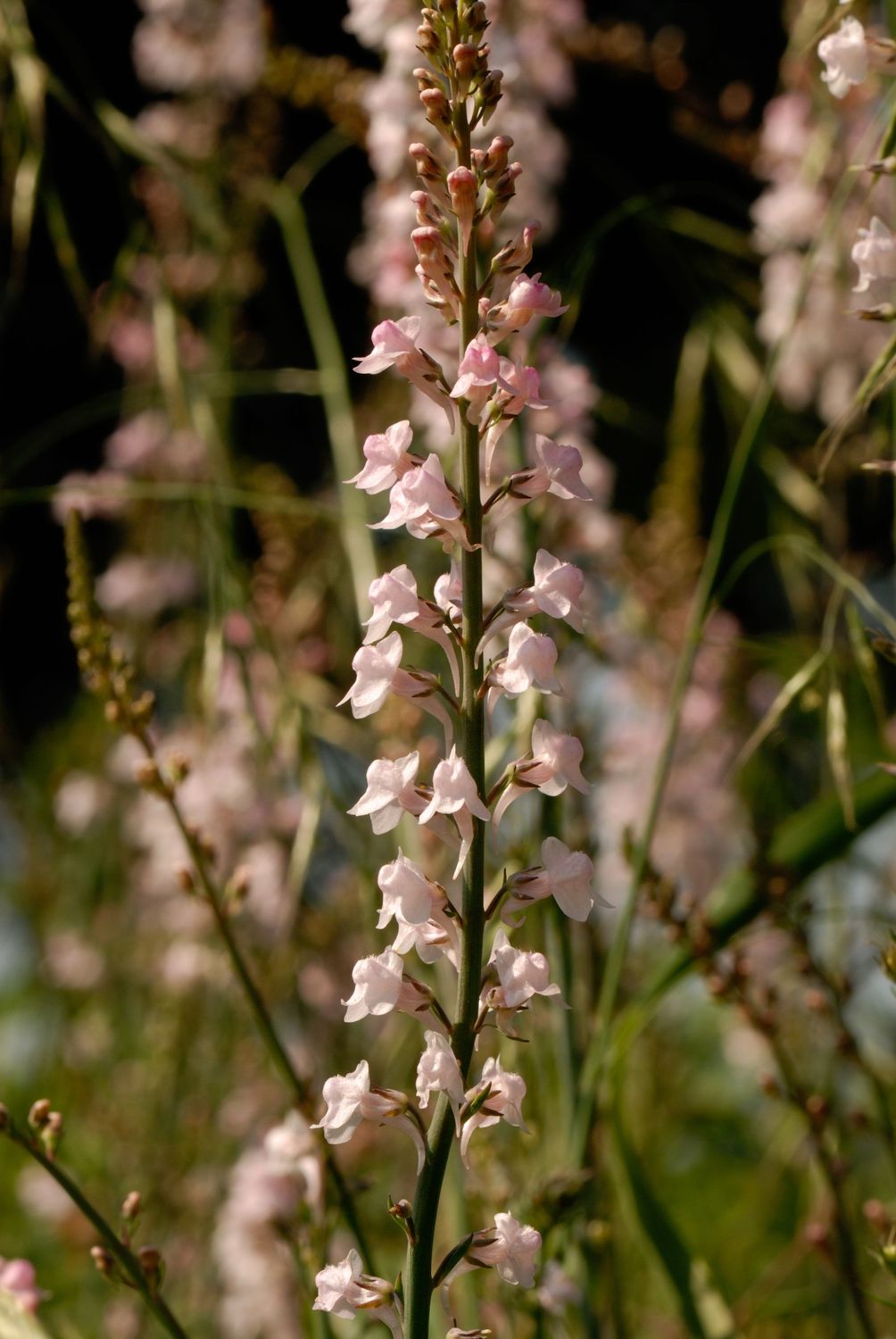 Linaria purpurea 'Canon Went'