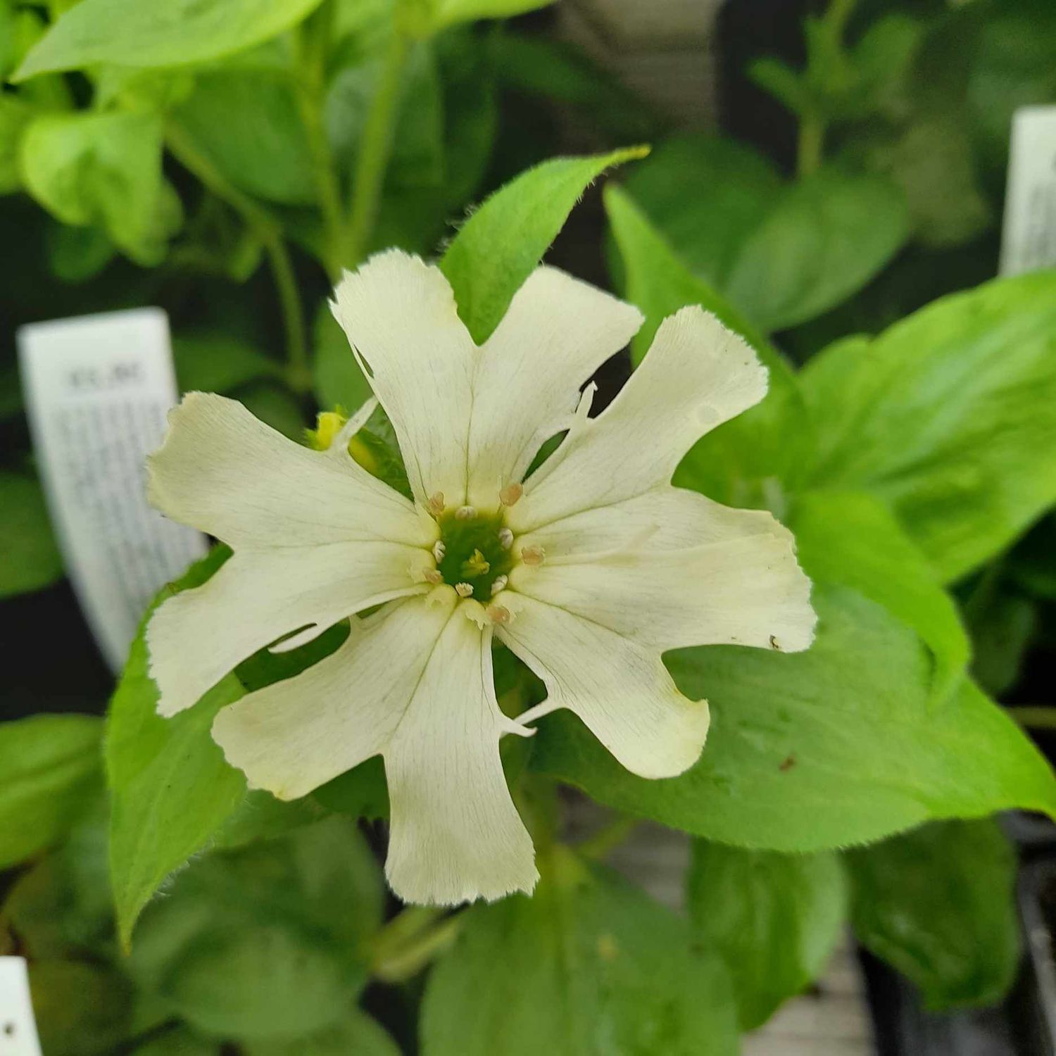 Silene sieboldii 'Fire dragon Ivory White'