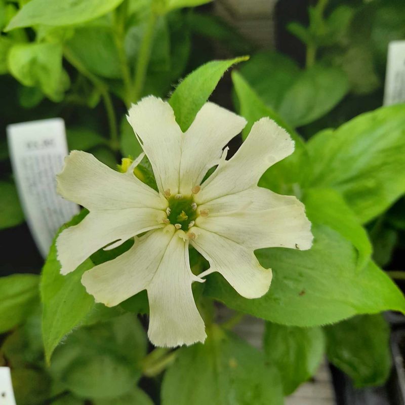 Silene sieboldii 'Fire dragon Ivory White'