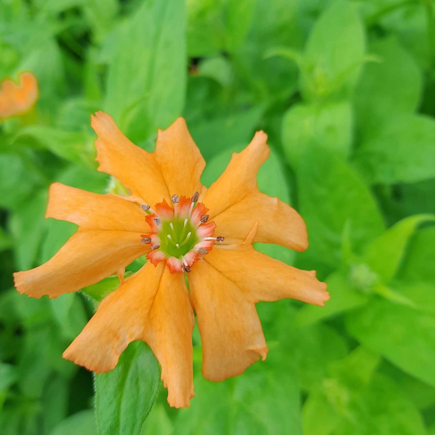 Silene sieboldii 'Fire dragon Golden orange'