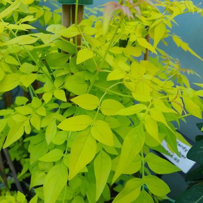 Jasminum officinale 'Fiona sunrise'