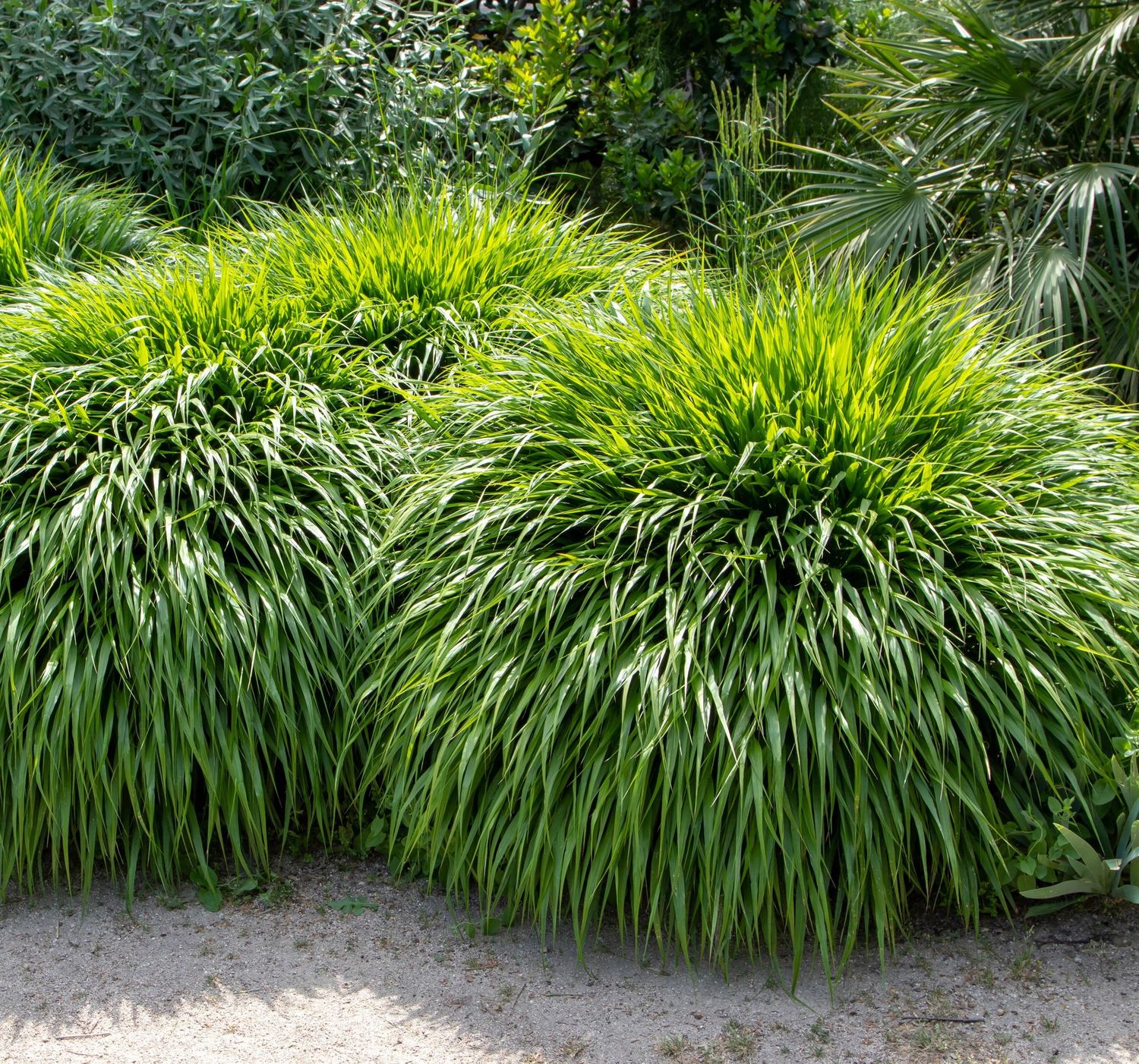 Hakonechloa macra