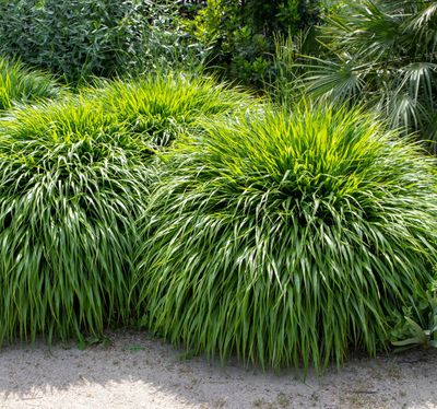 Hakonechloa macra