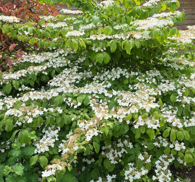Viburnum plicatum 'Mariesii'