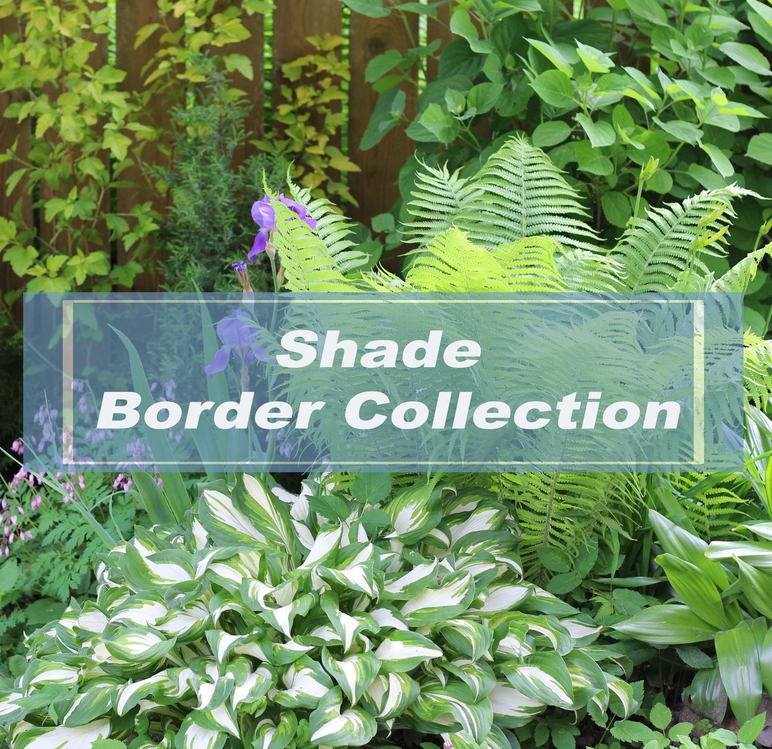 Shade border Plant collections