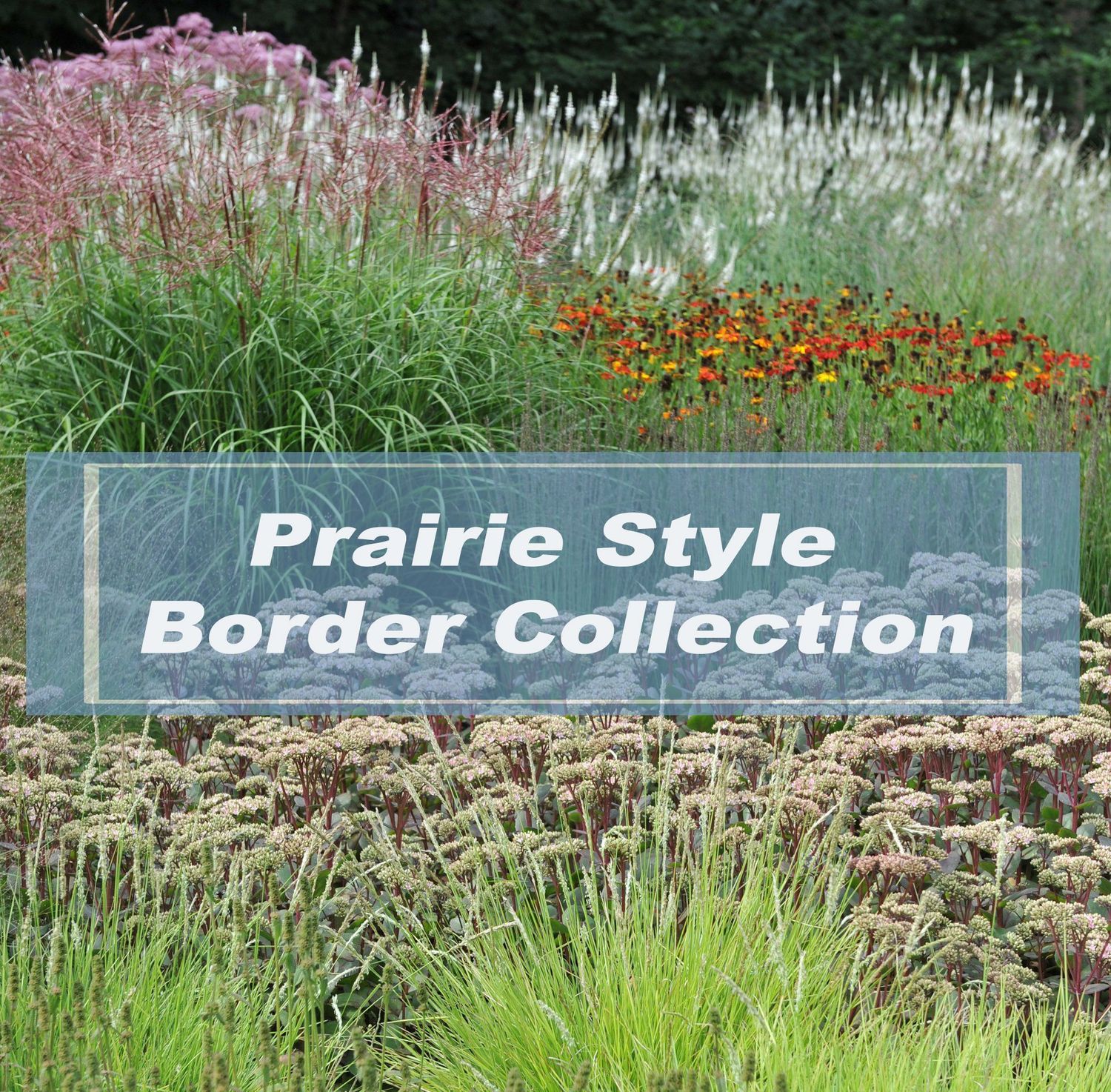 Prairie Border Plant Collections