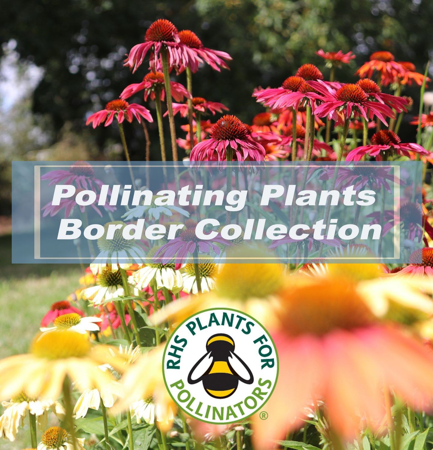 RHS Plants for Pollinators border collections