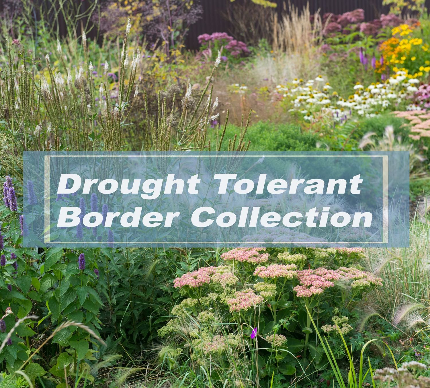 Drought Tolerant  plant collections