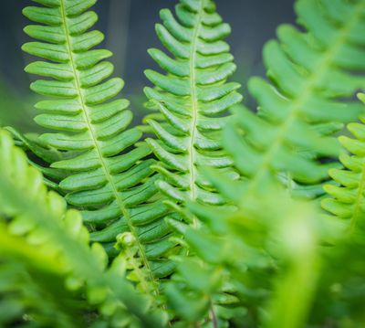Blechnum spicant