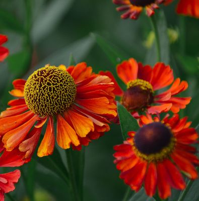 Helenium autumnal 'Moerheim beauty'