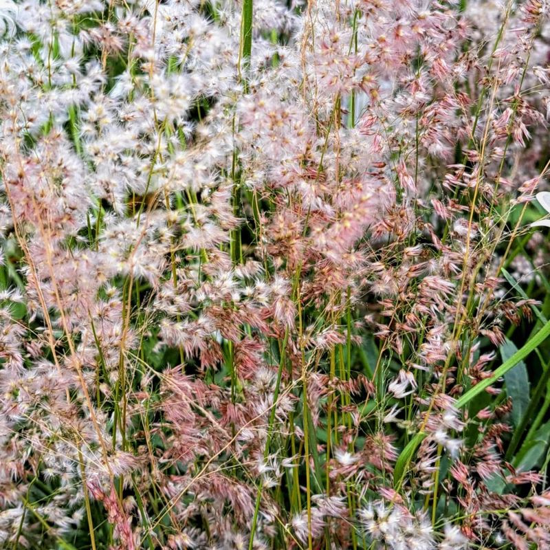 Melinus nerviglumis 'Karoo Queen'