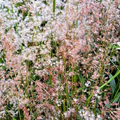 Melinus nerviglumis 'Karoo Queen'
