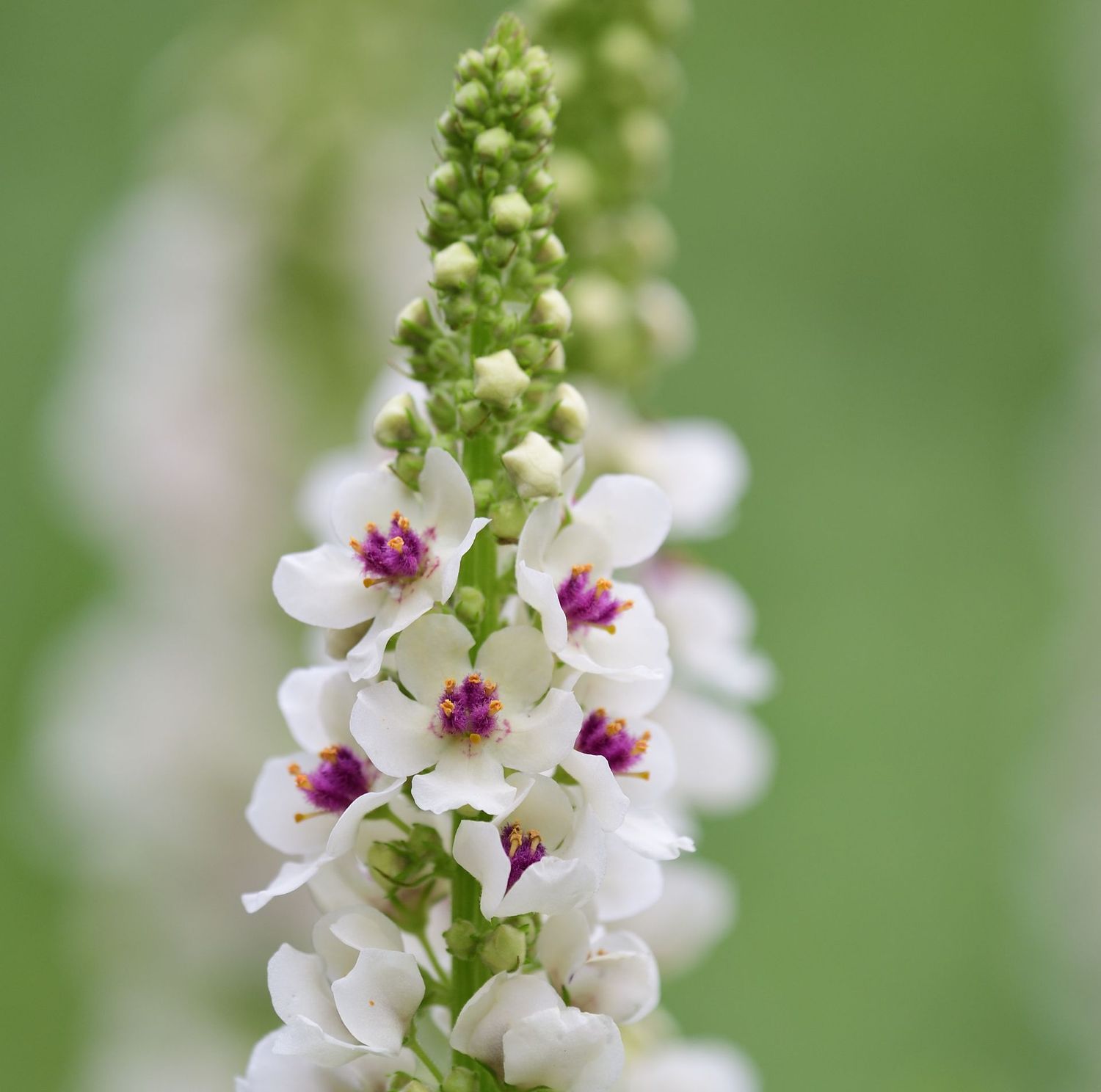 Verbascum chaixii