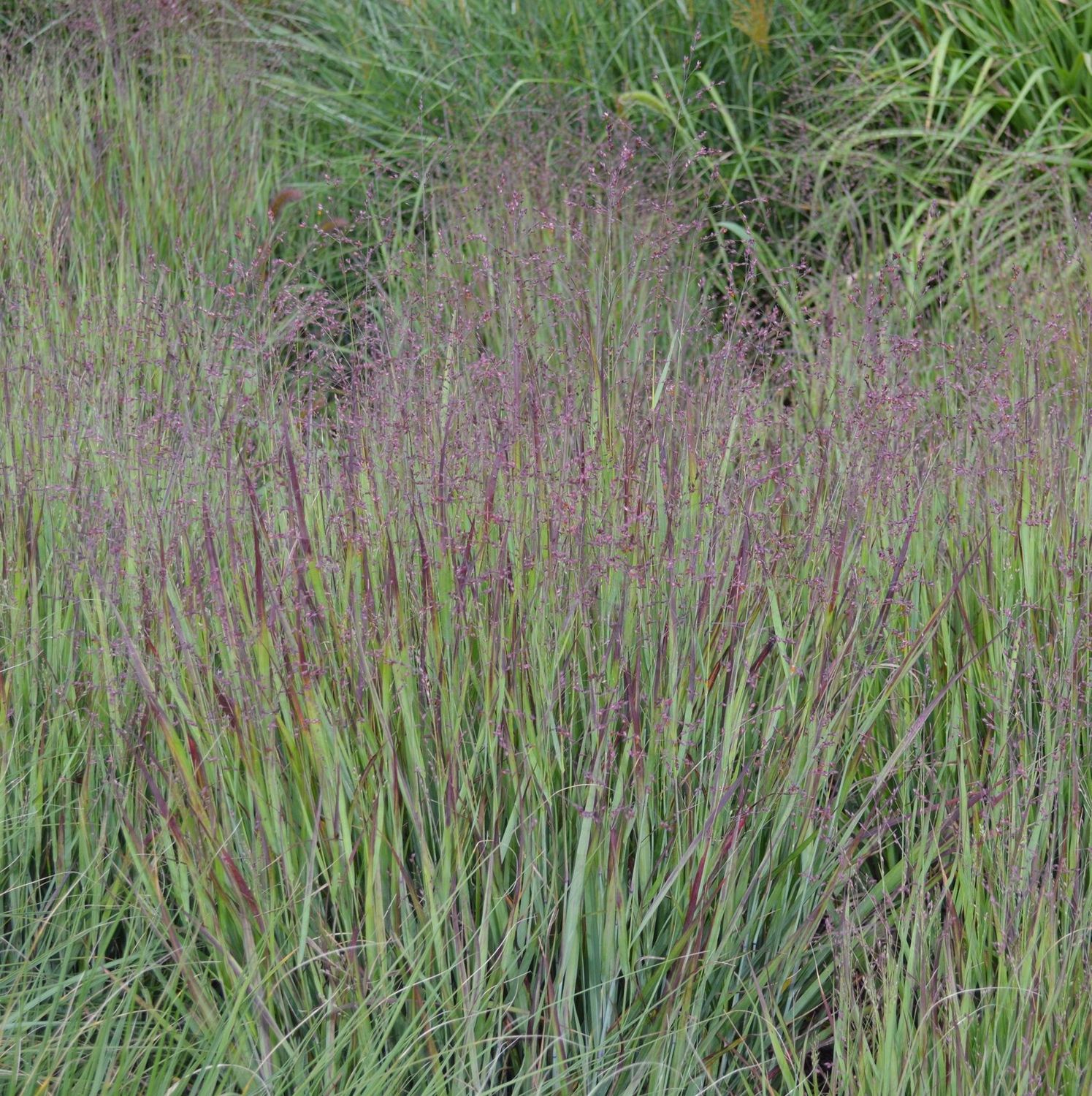 Panicum  virgatum 'Heavy Metal'
