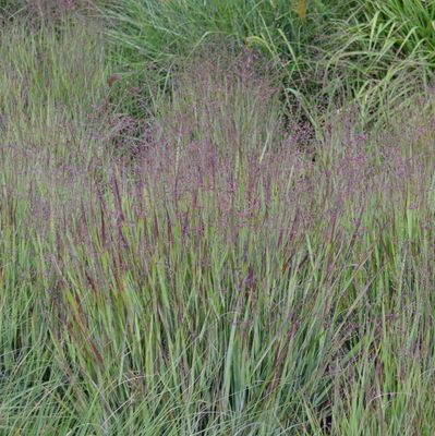 Panicum  virgatum 'Heavy Metal'