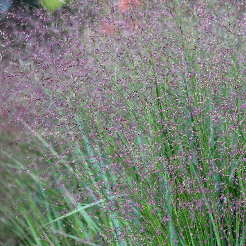 Panicum 'Emerald Chief'
