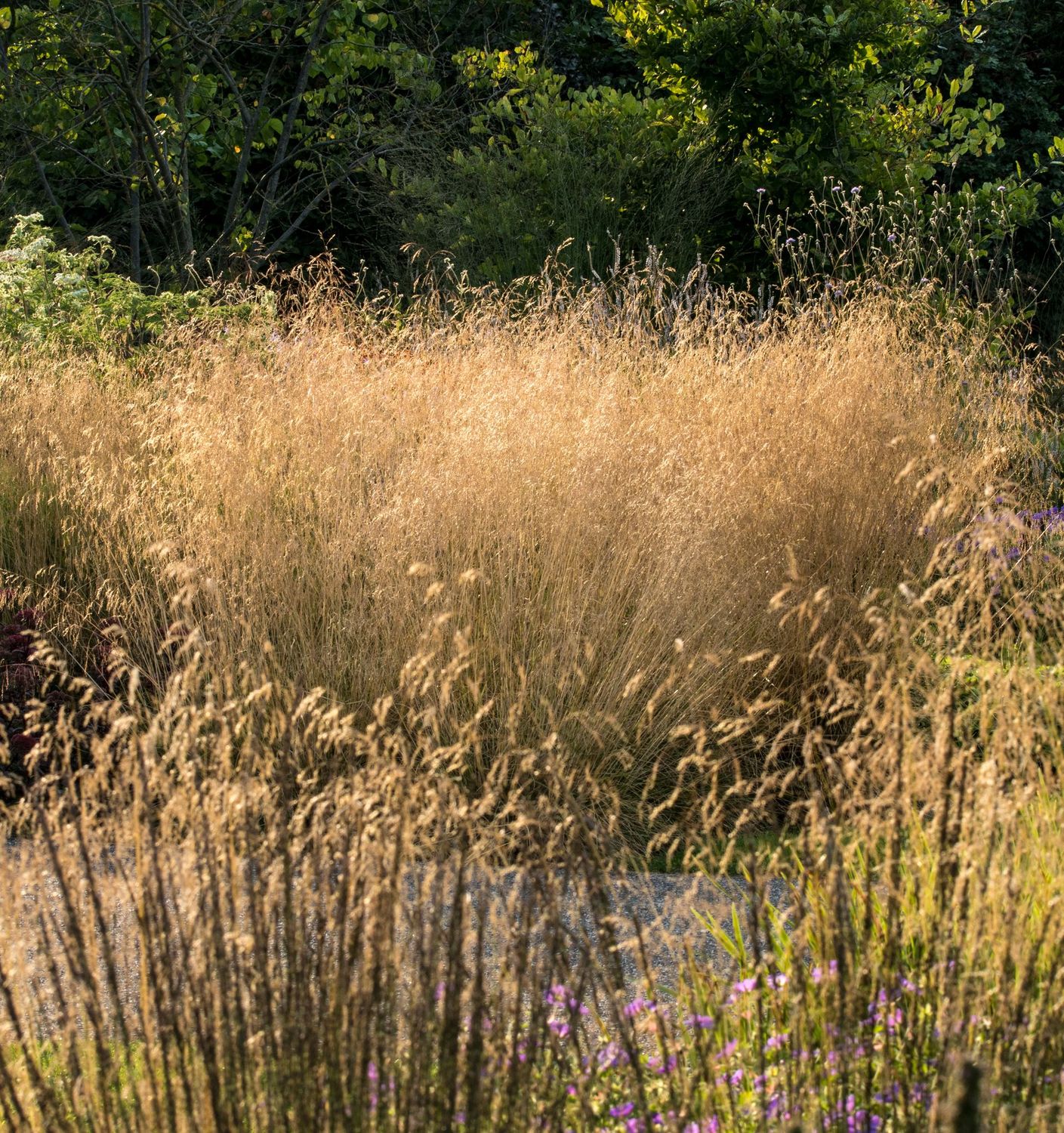 Deschampsia cespitosa  'Goldtau'