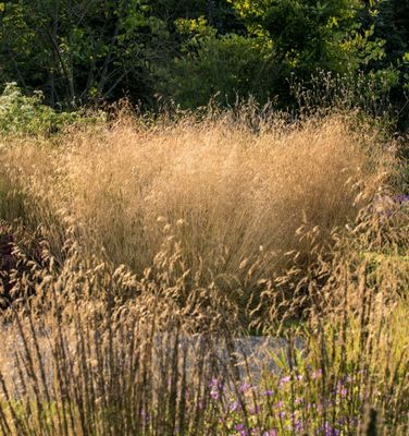Deschampsia cespitosa  'Goldtau'