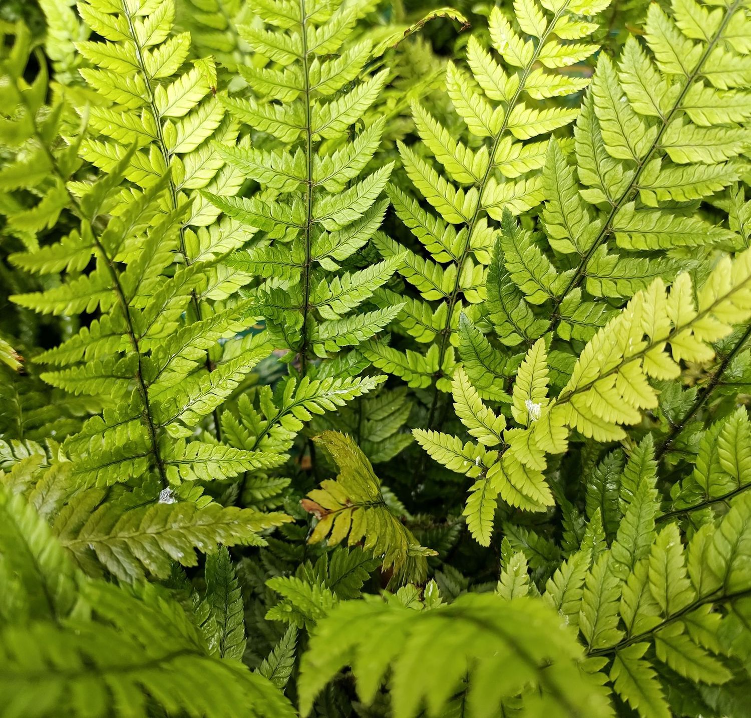 Polystichum tsussimense