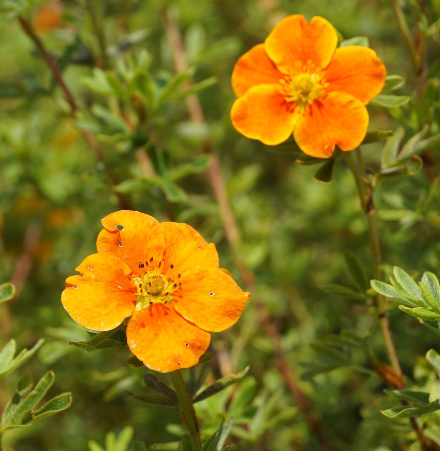 Potentilla fruticosa 'Tangarine'