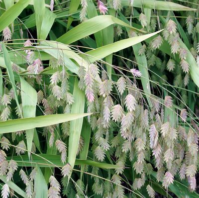 Chasmanthium latifolium